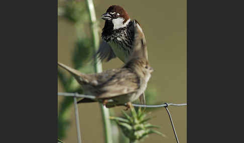 Weidensperling (Passer hispaniolensis)