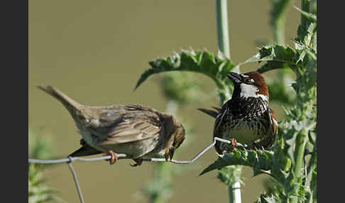 Weidensperling (Passer hispaniolensis)