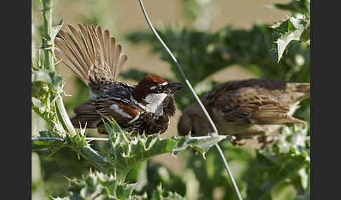 Weidensperling (Passer hispaniolensis)