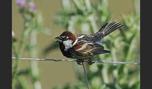 Weidensperling (Passer hispaniolensis)