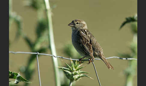 Weidensperling (Passer hispaniolensis)