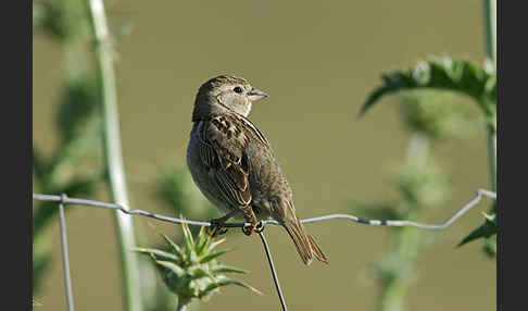 Weidensperling (Passer hispaniolensis)