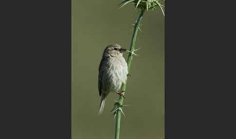 Weidensperling (Passer hispaniolensis)