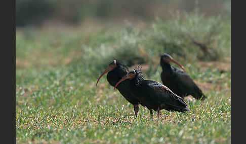 Waldrapp (Geronticus eremita)