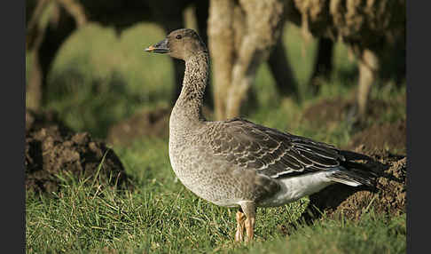 Tundrasaatgans (Anser fabalis rossicus)