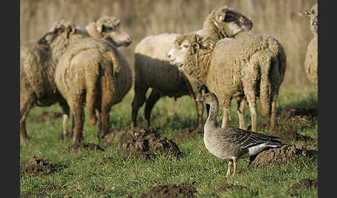 Hausschaf (Ovis gmelini aries)