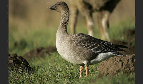 Tundrasaatgans (Anser fabalis rossicus)