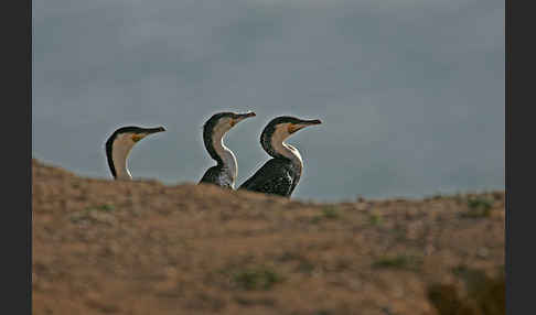 Kormoran sspec. (Phalacrocorax carbo maroccanus)