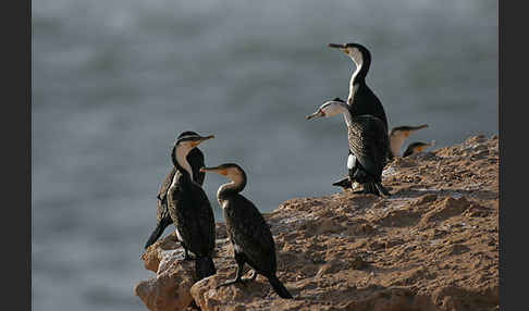 Kormoran sspec. (Phalacrocorax carbo maroccanus)