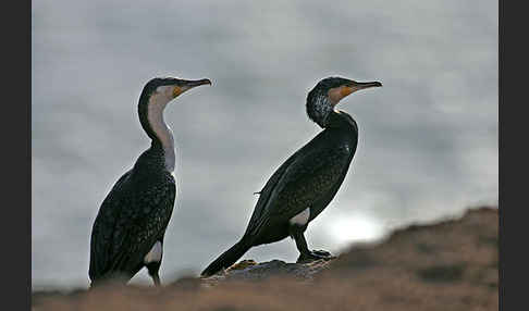 Kormoran sspec. (Phalacrocorax carbo maroccanus)