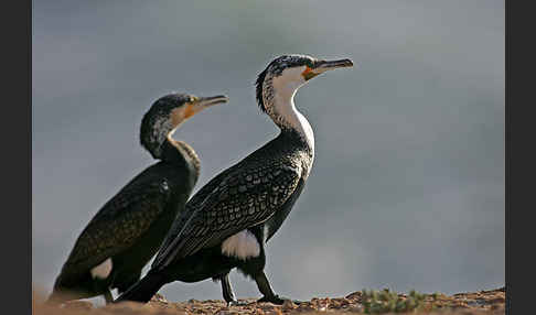 Kormoran sspec. (Phalacrocorax carbo maroccanus)