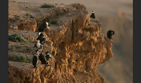 Kormoran sspec. (Phalacrocorax carbo maroccanus)