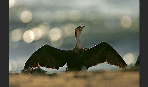 Kormoran sspec. (Phalacrocorax carbo maroccanus)