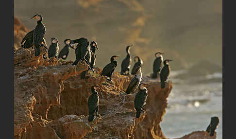 Kormoran sspec. (Phalacrocorax carbo maroccanus)