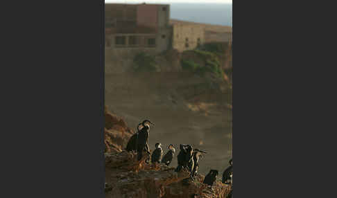 Kormoran sspec. (Phalacrocorax carbo maroccanus)