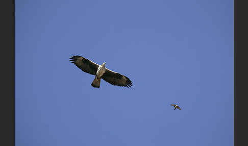 Habichtsadler (Aquila fasciata)