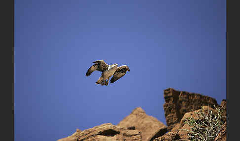 Habichtsadler (Aquila fasciata)