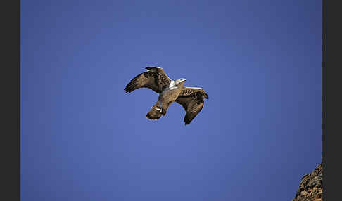 Habichtsadler (Aquila fasciata)