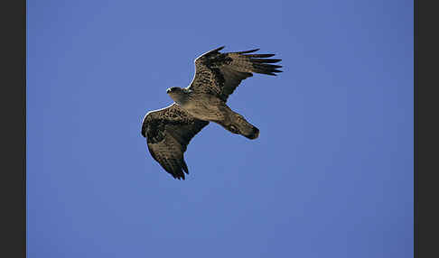 Habichtsadler (Aquila fasciata)