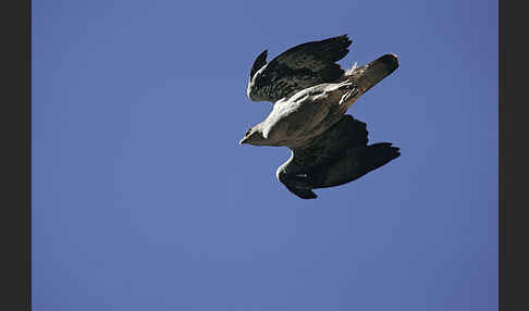 Habichtsadler (Aquila fasciata)