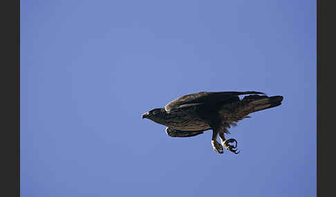 Habichtsadler (Aquila fasciata)