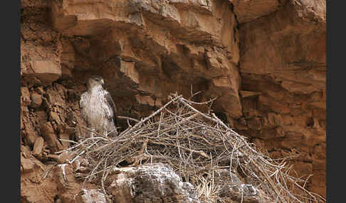 Habichtsadler (Aquila fasciata)