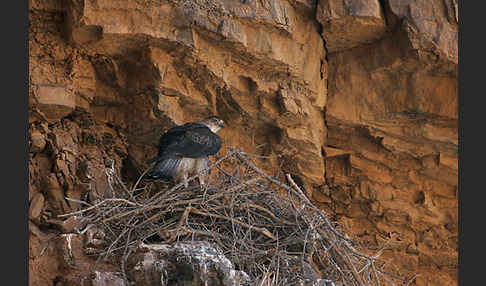 Habichtsadler (Aquila fasciata)