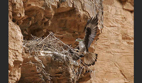 Habichtsadler (Aquila fasciata)