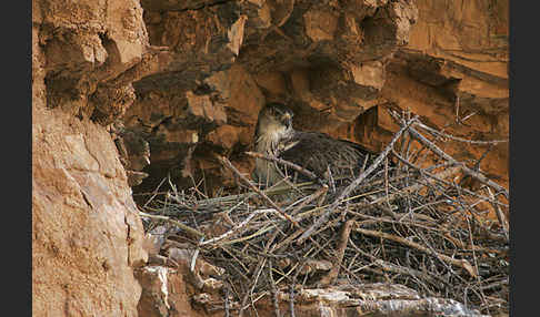 Habichtsadler (Aquila fasciata)