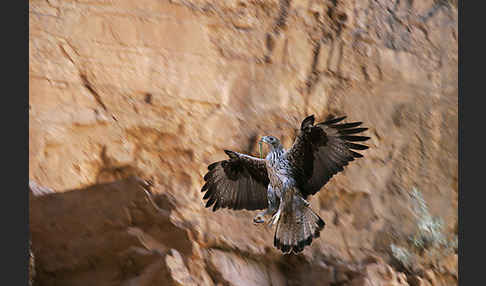 Habichtsadler (Aquila fasciata)