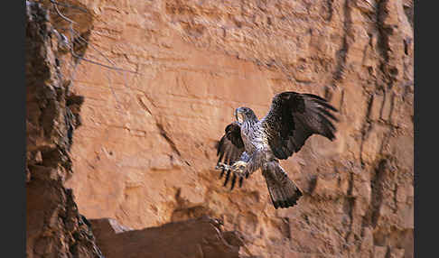 Habichtsadler (Aquila fasciata)