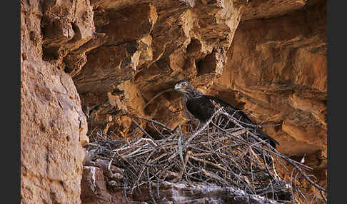 Habichtsadler (Aquila fasciata)