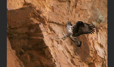 Habichtsadler (Aquila fasciata)