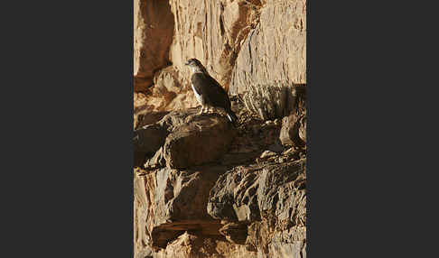 Habichtsadler (Aquila fasciata)