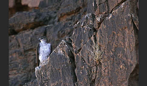 Habichtsadler (Aquila fasciata)