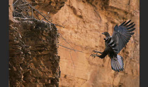 Habichtsadler (Aquila fasciata)