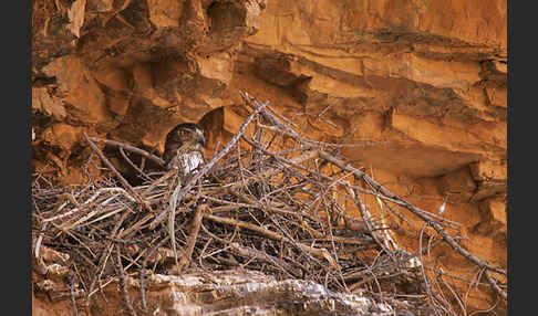 Habichtsadler (Aquila fasciata)