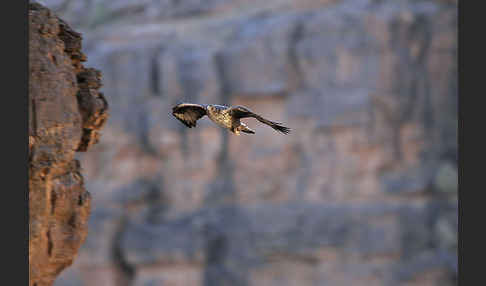 Habichtsadler (Aquila fasciata)