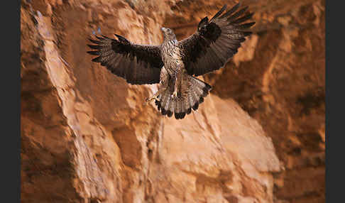 Habichtsadler (Aquila fasciata)