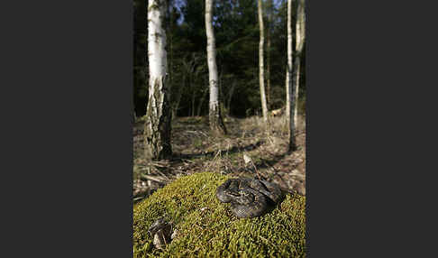 Kreuzotter (Vipera berus)