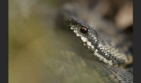 Kreuzotter (Vipera berus)