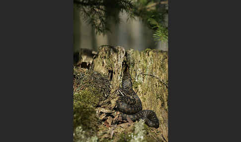 Kreuzotter (Vipera berus)