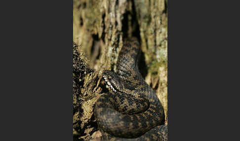 Kreuzotter (Vipera berus)