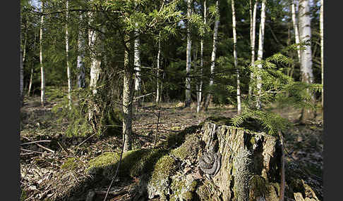 Kreuzotter (Vipera berus)