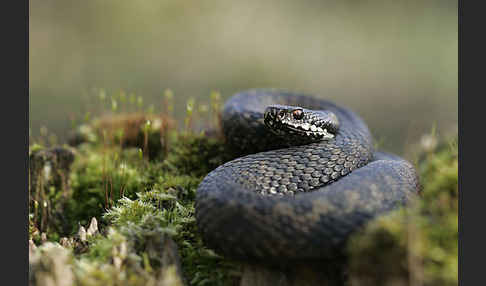 Kreuzotter (Vipera berus)