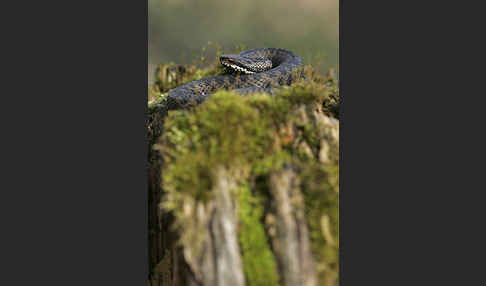 Kreuzotter (Vipera berus)