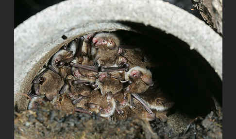 Fransenfledermaus (Myotis nattereri)