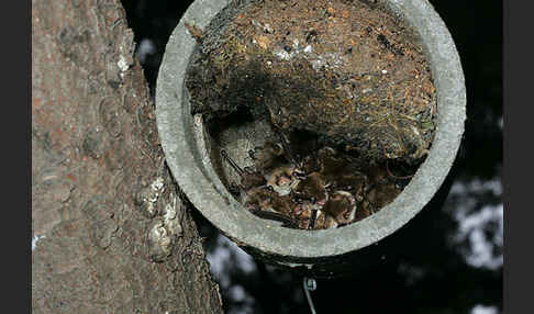Fransenfledermaus (Myotis nattereri)