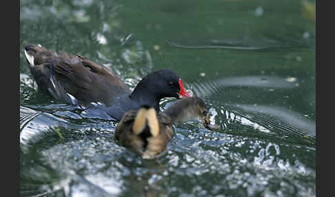 Teichralle (Gallinula chloropus)