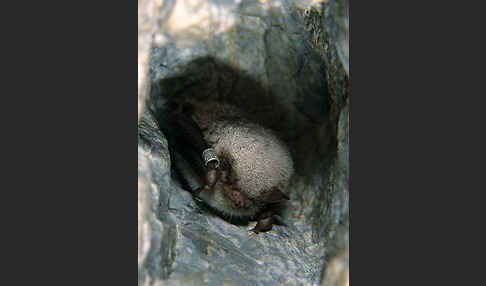 Wasserfledermaus (Myotis daubentoni)